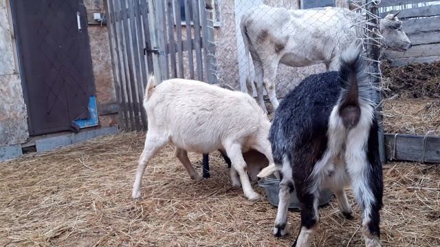 Как выглядит котная коза в 3 месяца котности. смотреть онлайн