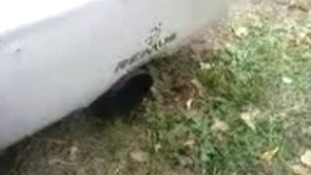 2.0 140 hp remus sport puff 2500 RPM обкатка =D смотреть онлайн