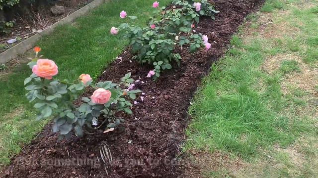 Update on my mums No Dig Rose Garden | English Rose Garden Tour | David Austin roses | Kordes Roses смотреть онлайн