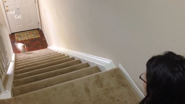 Funny Jack Russell Compilation смотреть онлайн