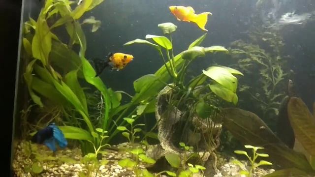 Аквариум-травник. Третий день после бактериальной вспышки. смотреть онлайн