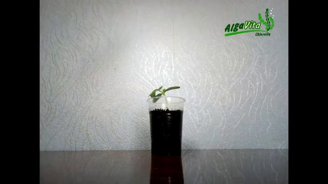 Хлорелла для рассады смотреть онлайн