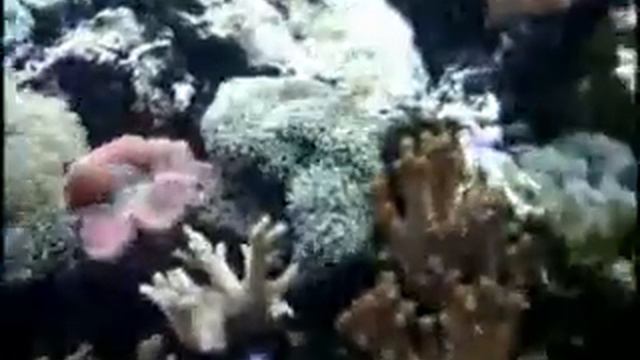 Аквариумный гипермаркет АкваИнтерио www.aquainterio.ru смотреть онлайн