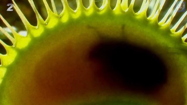 5 Хищных Растений Пожирающих Насекомых и Даже Мелких Животных смотреть онлайн