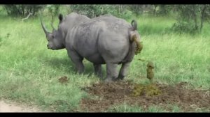 Носорог срёт (какает) под "Чикибамбони"