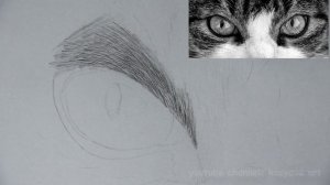 Как ЛЕГКО нарисовать шерсть животного. Самый простой способ рисования.