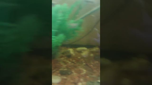 почему желтеет вода в аквариуме смотреть онлайн