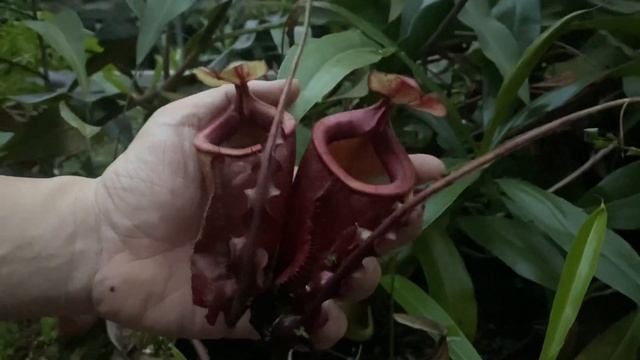 HIGHLIGHT NEPENTHES MIRABILIS WING GLOBOSA X HOOKERIANA смотреть онлайн
