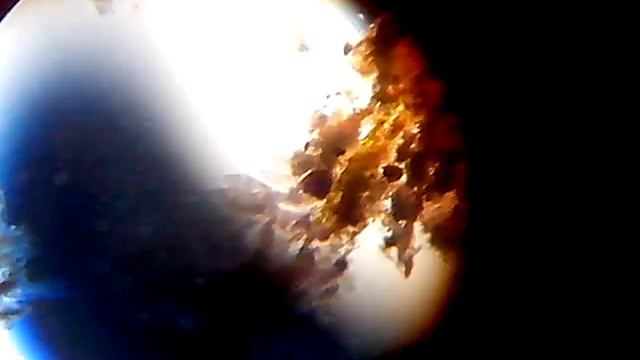 Инфузория туфелька. смотреть онлайн