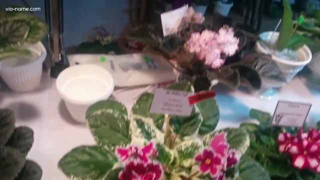 Весна. Выставки фиалок в разгаре смотреть онлайн