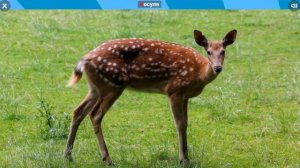 Животные леса. Звуки животных леса.