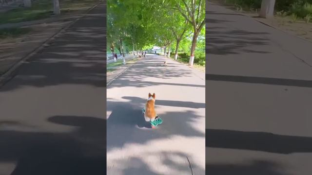 Вечерние покатушки с корги смотреть онлайн