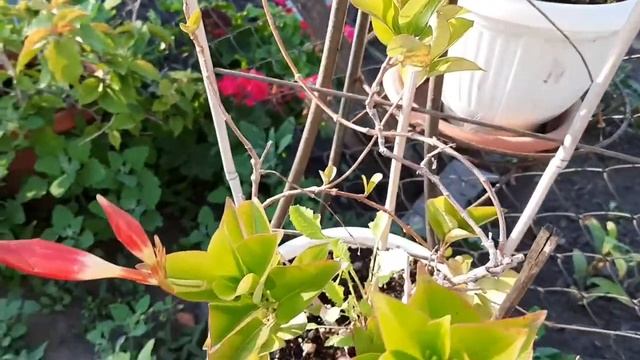 ДИПЛАДЕНИЯ ЗАЦВЕЛА смотреть онлайн