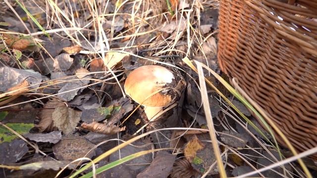 Белые грибы полянами и другое разнообразие грибов в осеннем послеобеденном лесу, в октябре 2020 год смотреть онлайн