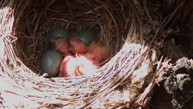 В мире животных. Весенний лес. Новая жизнь. Дикая Природа России. Встречи с животными. Часть #2 . смотреть онлайн