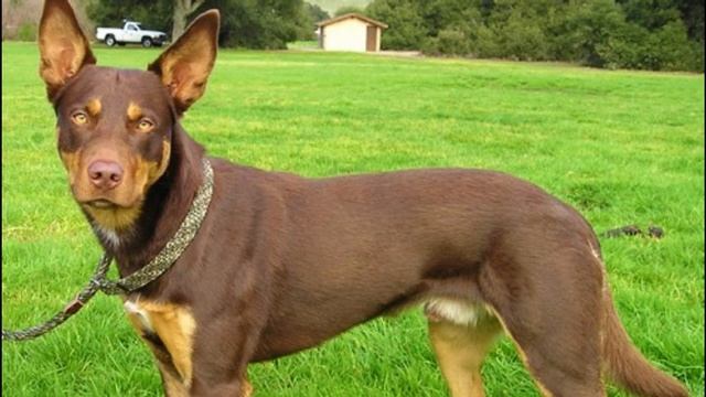 Australian Kelpie - TOP 10 Interesting Facts