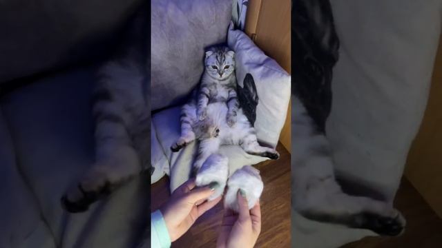 Тапочки для кота из шерсти смотреть онлайн