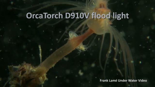 Comparison of the OrcaTorch D910V and D530V смотреть онлайн
