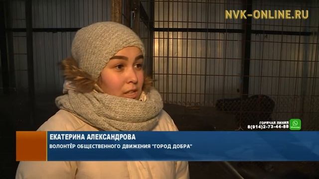 Волонтеры «Города добра» утеплили будки в пункте передержки животных Якутска смотреть онлайн