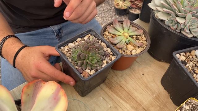 UNA SUCULENTA que VALE más que el ORO 😱😨😱 смотреть онлайн