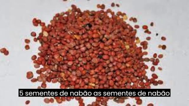 Top 7 Super Alimentos para Canários da Terra Uma Dieta Saudável para Pássaros Felizes!#canario смотреть онлайн