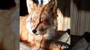 197. Дикая лиса Маркиза - ещё раз лиса крупным. Wild Fox Marquise - once again a fox close-up.