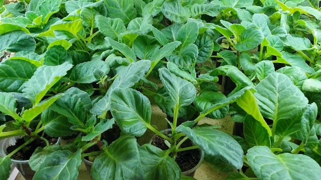 сеянцы глоксинии МАЙ СЕРЫЕ ГЛАЗА. Начало цветения.15.02.-23.04.2021. смотреть онлайн