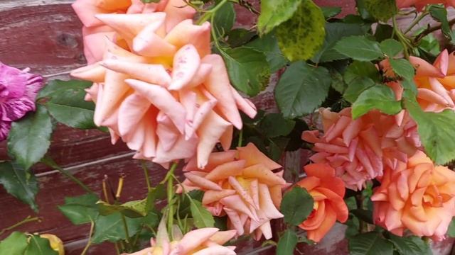 Beautiful##Unique colour Rose ## Wow Garden##/ смотреть онлайн