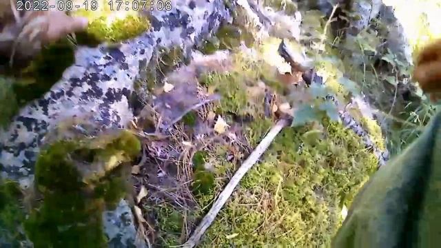 За кедровой шишкой.В таежные горы Алтая! Увлекательный поход! Сбор и переработка кедровой шишки! смотреть онлайн