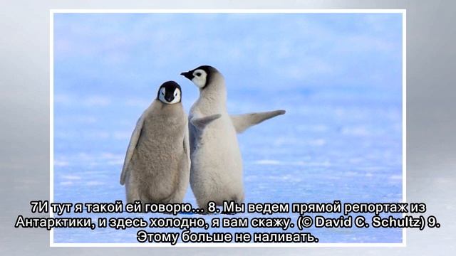 Пингвины — это ласточки, которые ели после шести смотреть онлайн