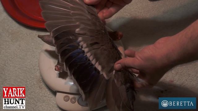 Что едят дикие утки? ♦Dṳck hṳnting♦Разделка дичи смотреть онлайн