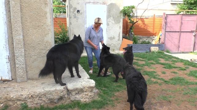 ВОЛК или СОБАКА? Бельгийская Овчарка Грюнендаль. Одесса смотреть онлайн
