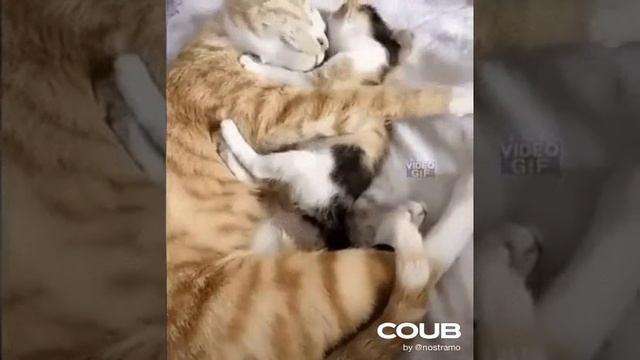 1610321779_looped_1610321778 (1).mp4 смотреть онлайн