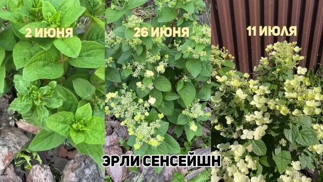 Эрли Сенсейшн. Начало цветения 2023г. Возраст растения 3 года #метельчатыегортензии смотреть онлайн