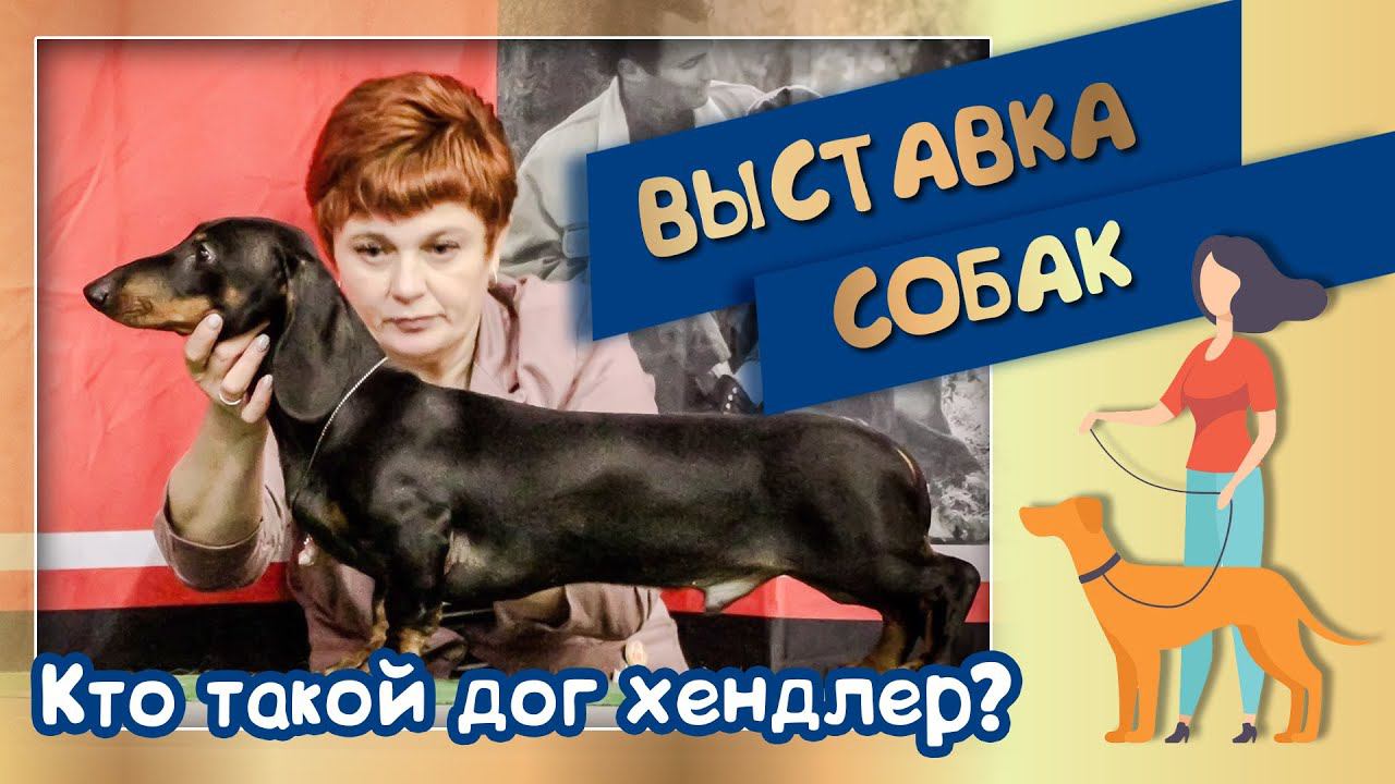 Выставка собак. Кто такой дог хендлер? (хендлер Наталья Костина)