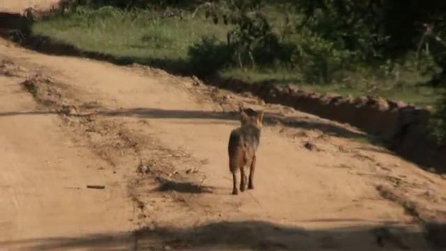 Sri Lanka. Сафари парк Ялла.Экскурсия от Отдых в Крыму #отдых в крыму смотреть онлайн