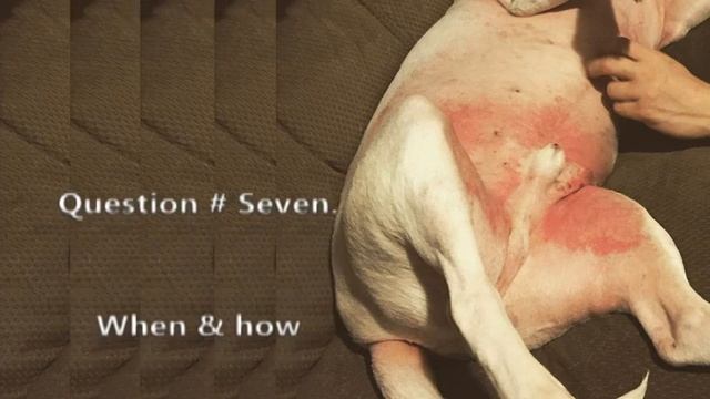 When is the right time to taper prednisone dose in dogs? смотреть онлайн