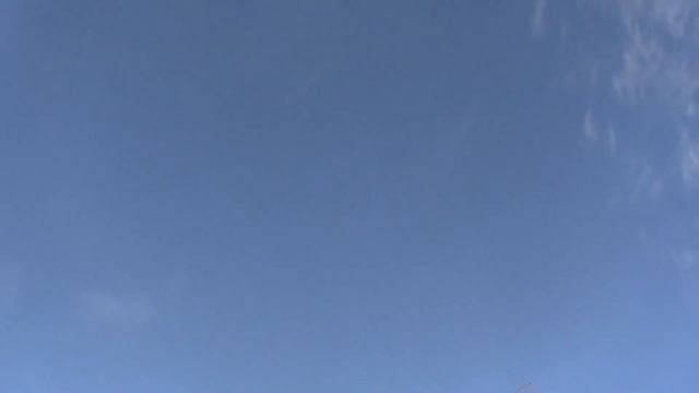 Внимание !Сегодня повезло, белую чуть не забрал ястреб ! смотреть онлайн