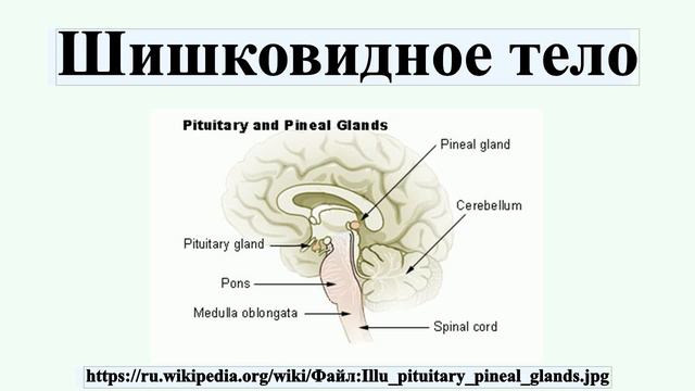 Шишковидное тело смотреть онлайн