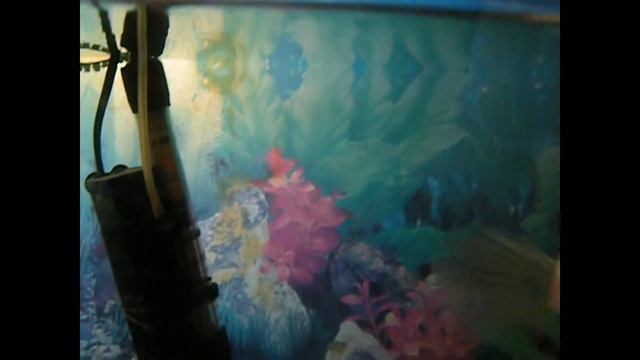 Хищная рыба в моем аквариуме. смотреть онлайн