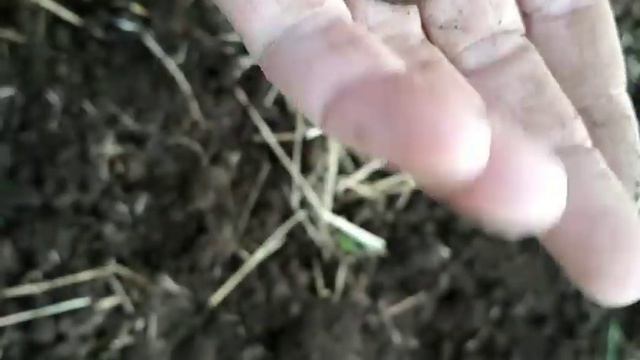 Находки времён царей, плюс серебро смотреть онлайн