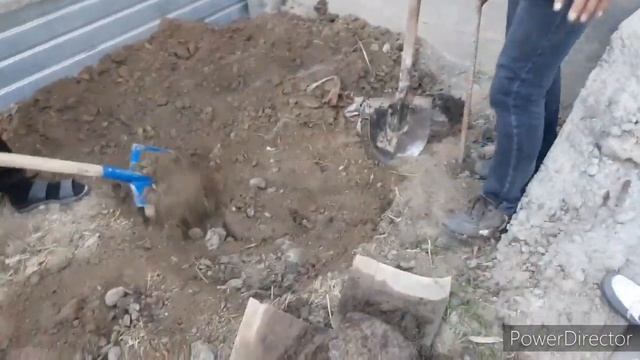 Павловния, посадка на постоянной места дислокации , ????.paulownia, planting trees at a perman смотреть онлайн