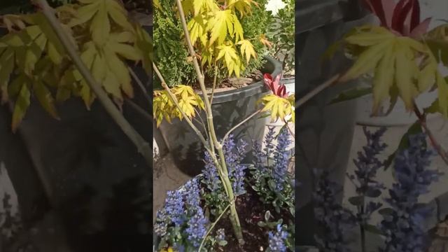 Клён японский Оранж Дрим смотреть онлайн