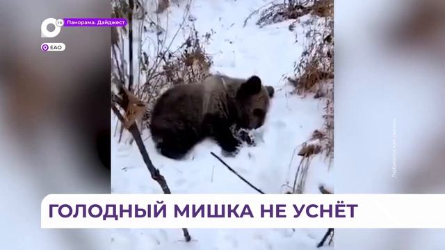 Истощенного медвежонка бурого медведя привезли в центр «Тигр» из Еврейской автономной области смотреть онлайн