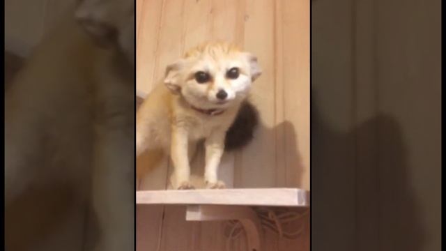 моя лиса фенёк по имени Бусинка смотреть онлайн