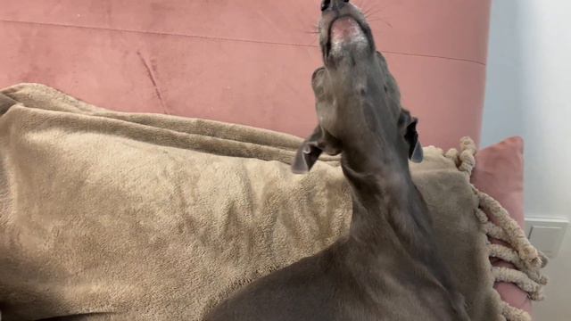 Italian Greyhound HOWLING at Google Home смотреть онлайн