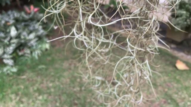 Air Plant / Tillandsia Usneoides Aka Spanish Moss (Tillandsia Usneoides) смотреть онлайн