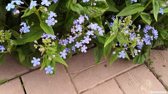 Одинаковые сны. Песни юности. смотреть онлайн