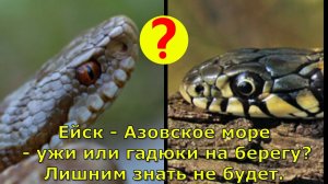Ейск - Азовское море  - ужи или гадюки на берегу? Лишним знать не будет.