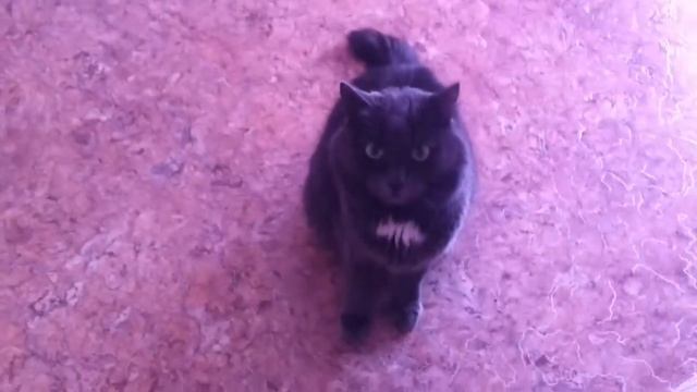 Злая кошка жалобно мяукает смотреть онлайн